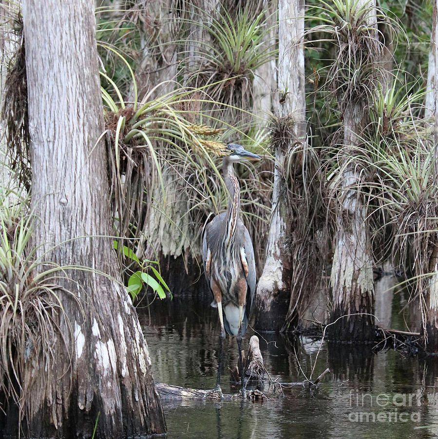 Camouflaged Heron in Cypress Swamp Photograph by Carol Groenen