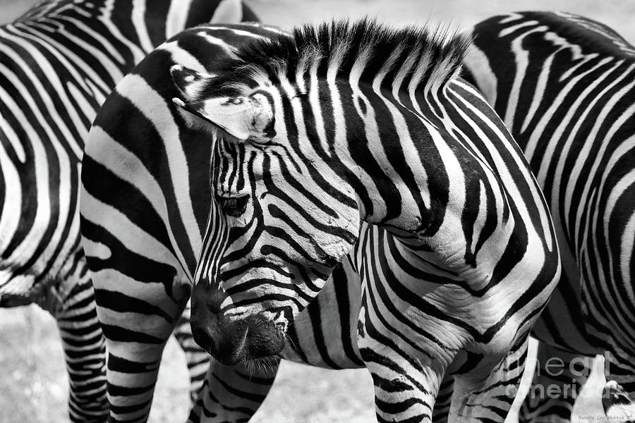 Camouflage in Black and White Photograph by Sandra Huston