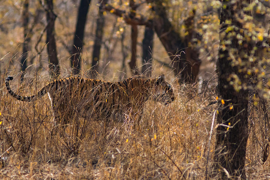 Camouflage Photograph by Ramabhadran Thirupattur