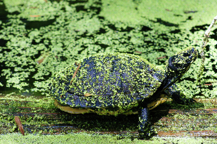 Camouflage Turtle Photograph by Robert Wilder Jr