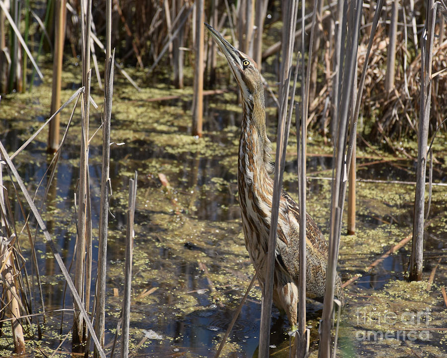 Camouflaged American Bittern Photograph by Kathy M Krause