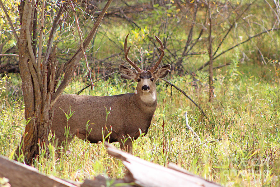 Camouflage Mule Deer Buck II Photograph