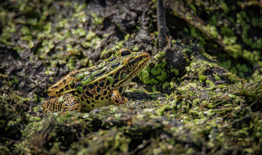 Camouflaged Frog  Photograph by Ray Congrove
