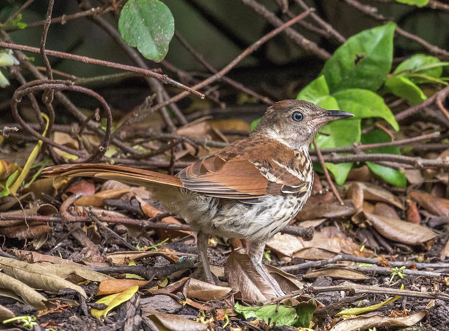 Camouflaged, Juvenile Brown Thrasher, Toxostoma rufum Photograph by Christy Cox