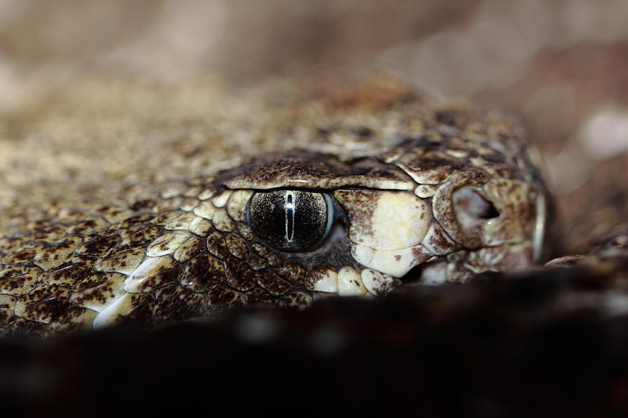 Camouflaged Rattle Snake Photograph by Paul Slebodnick - Fine Art America