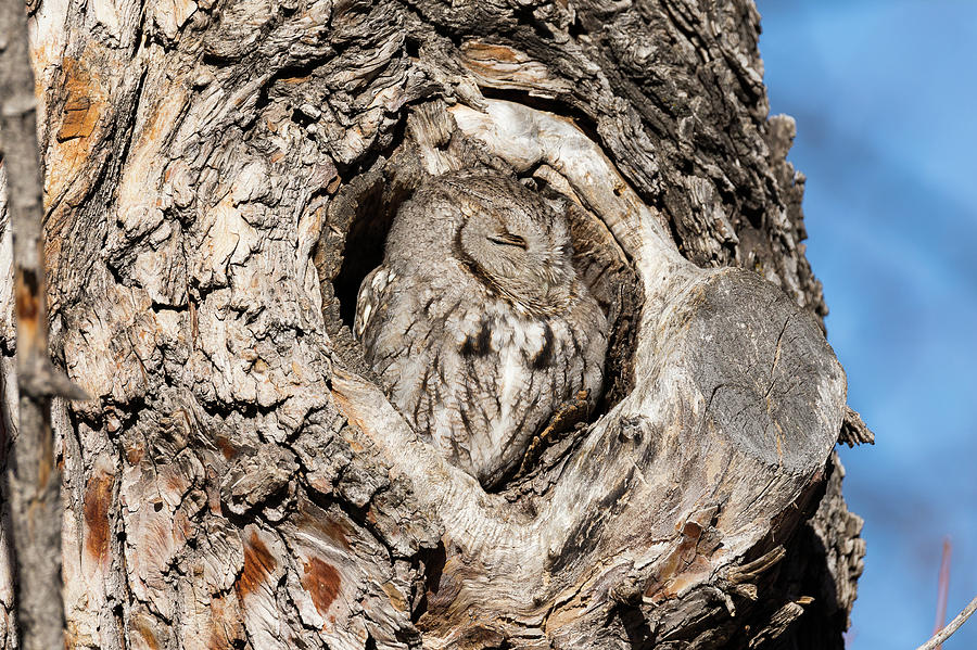 Camouflaged Screech Owl Sleeps In Photograph by Tony Hake