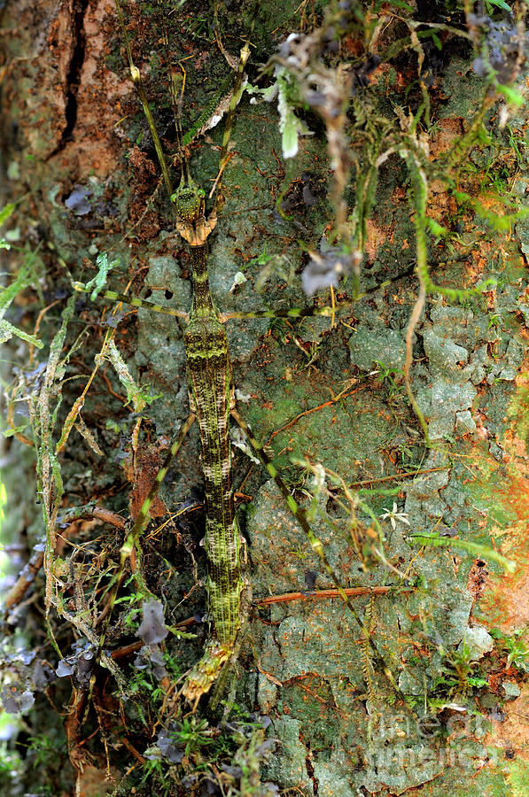 Camouflaged Stick Insect Photograph by Fletcher & Baylis