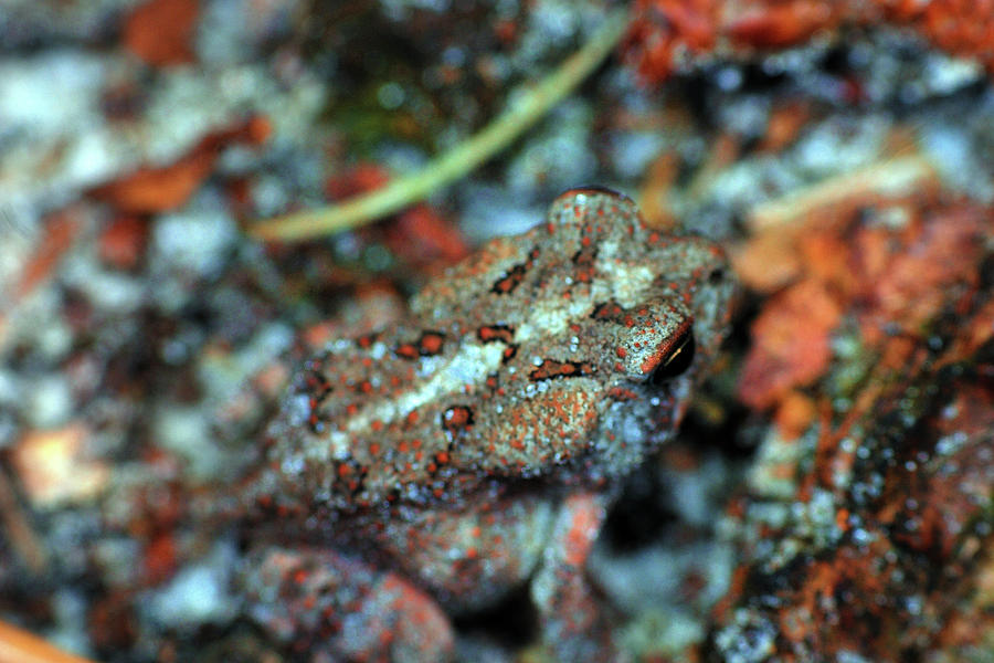 Camouflaged Toad Photograph by Larah McElroy