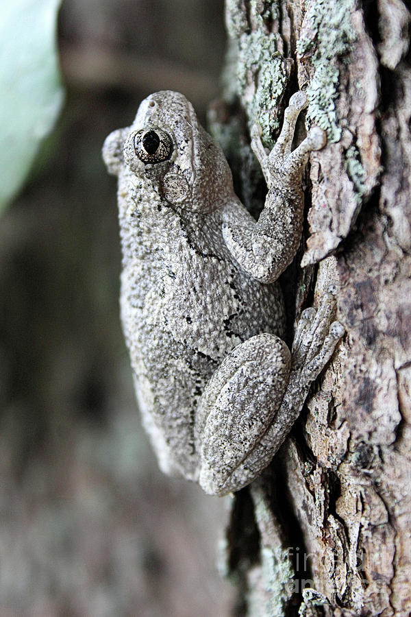 Camouflaged Tree Frog Photograph By Scott D Van Osdol