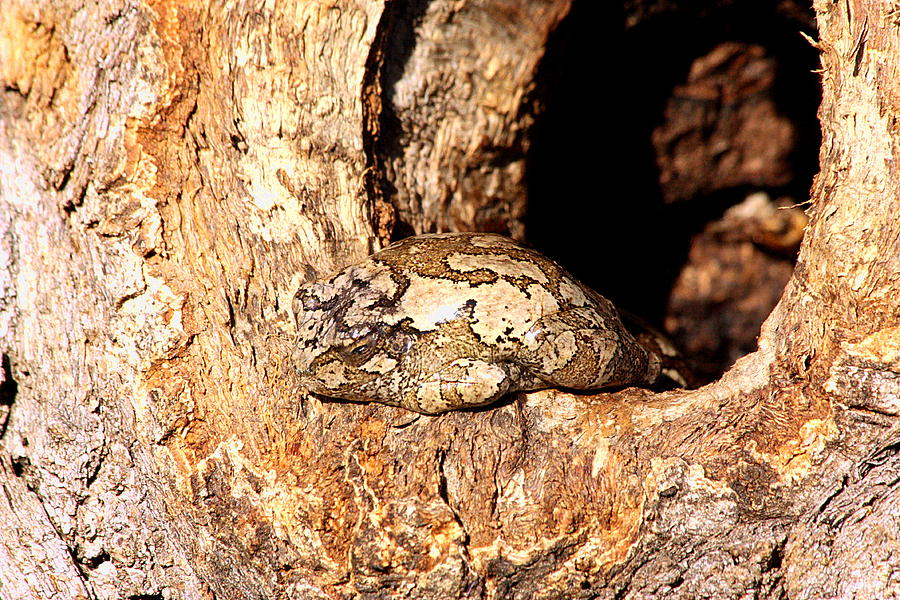 Camouflaged Tree Frog  Photograph by Sheila Brown