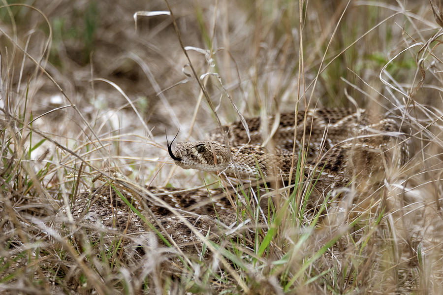 Camouflaged Western Diamondback Rattlesnake Photograph by Debra Martz