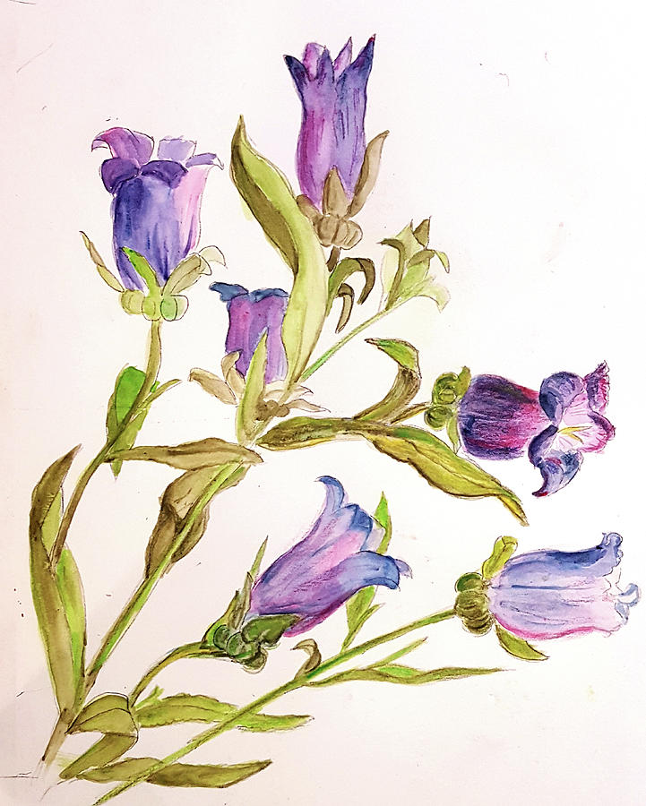 Campanula Drawing by Barbara Schmidt - Pixels