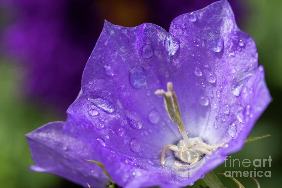 Campanula purple flower macro with water drops Photograph by Simon Bratt
