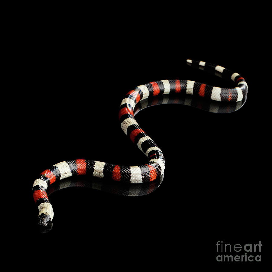 Snake Photograph - Campbells milk snake by Sergey Taran