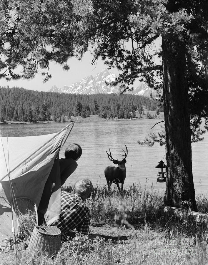 Animal Photograph - Campers And Deer, C.1960s by D. Corson/ClassicStock