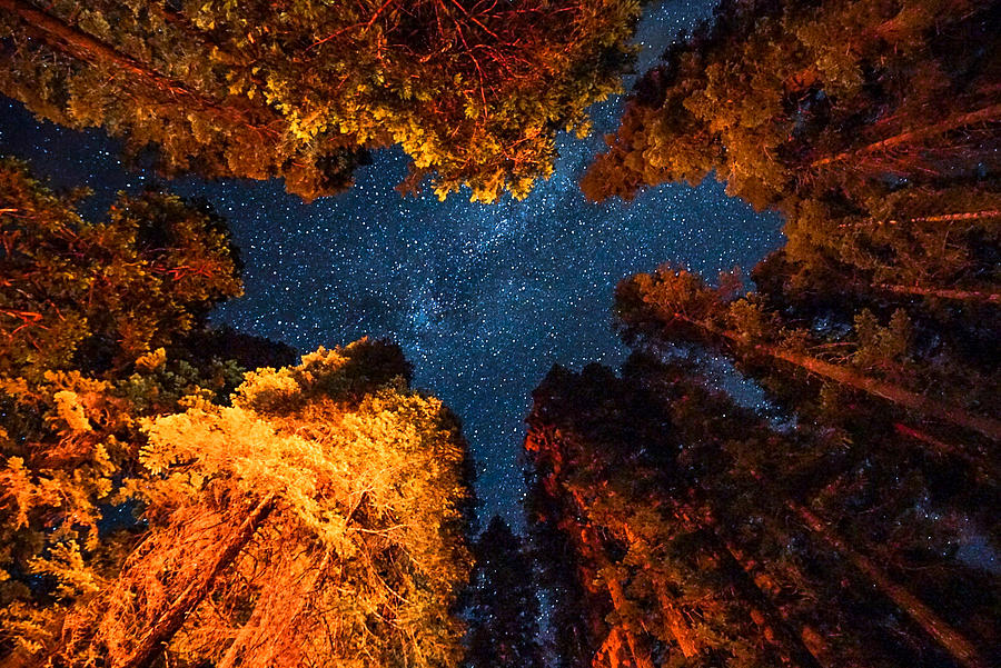 Tree Photograph - Camping under the stars  by Alpha Wanderlust