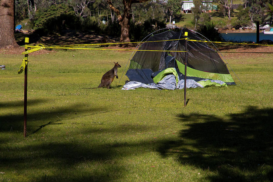 Camping With Swamp Wallaby Photograph by Miroslava Jurcik