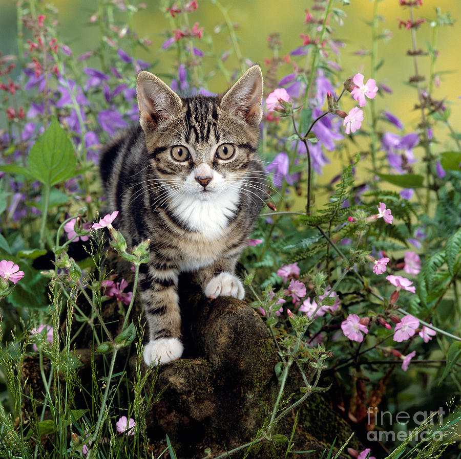 Campion Cat Photograph by Warren Photographic