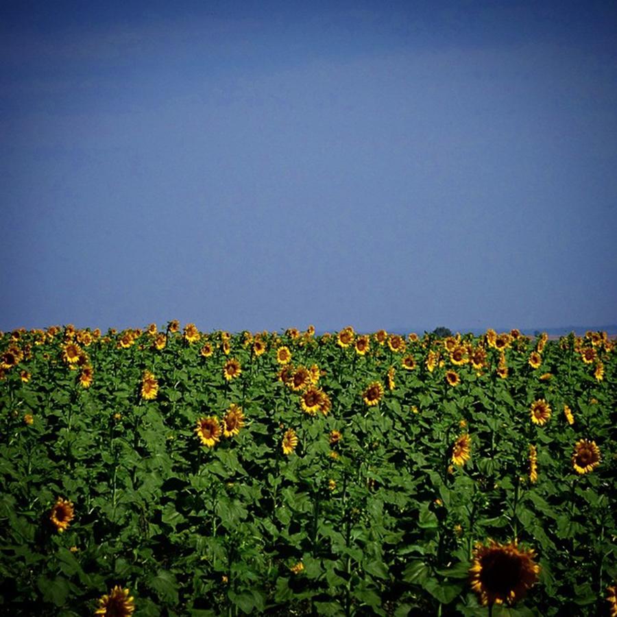 Sunflower Photograph - Campo De Girassóis - Santa Rosa - Rio by Kiko Lazlo Correia