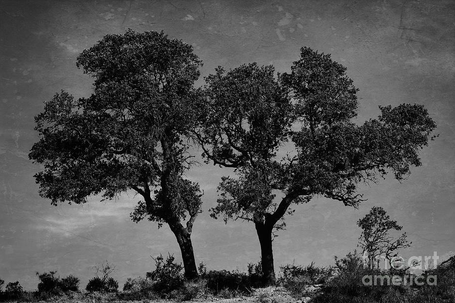 Campo Trees Photograph by Clare Bevan