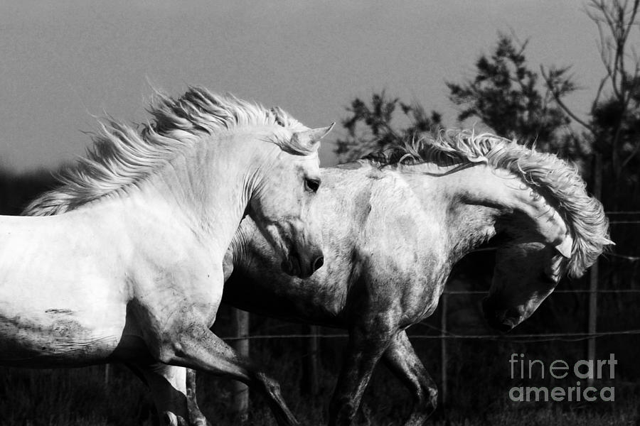 Camargue Stallions Photograph by Carien Schippers