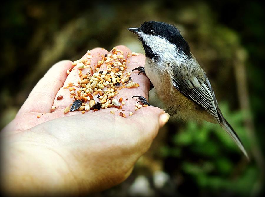 Can I have some of your seeds Photograph by Lilia D