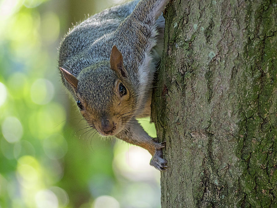 Squirrel Photograph - Can i help you. by Angela Aird