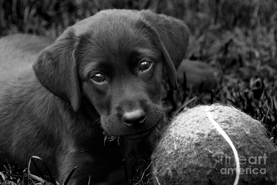 Ball Photograph - Can We Play  by Cathy Beharriell