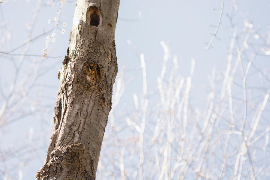 Can you find the Screech Owl? Photograph by Tracy Winter