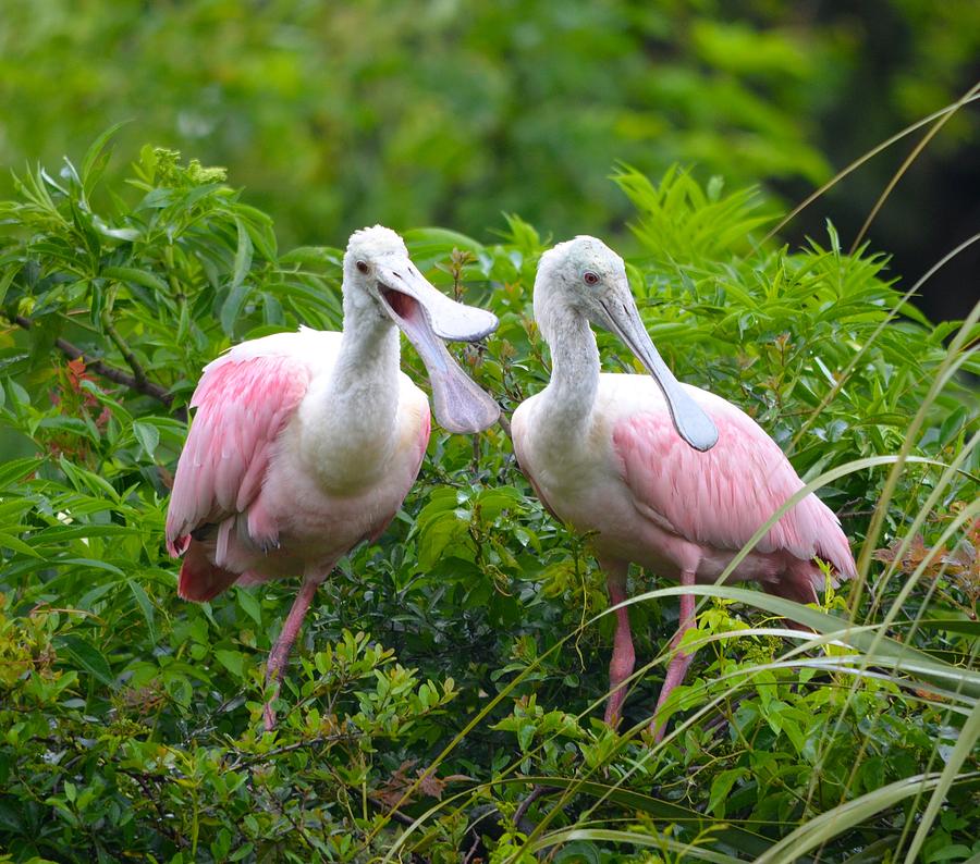 Spoonbill Photograph - Can you hear me now by Richard Bryce and Family