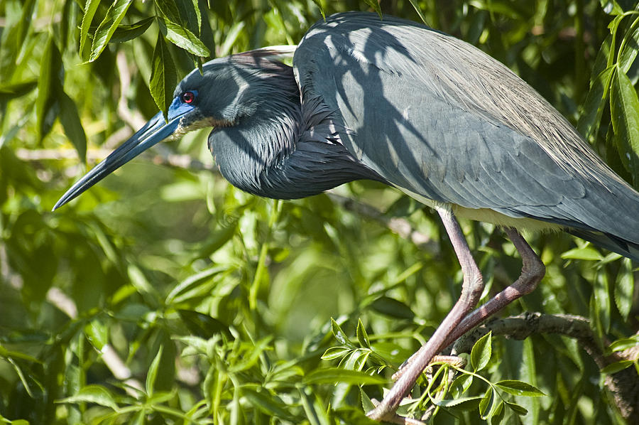 Heron Photograph - Can You See Me Now by Carolyn Marshall