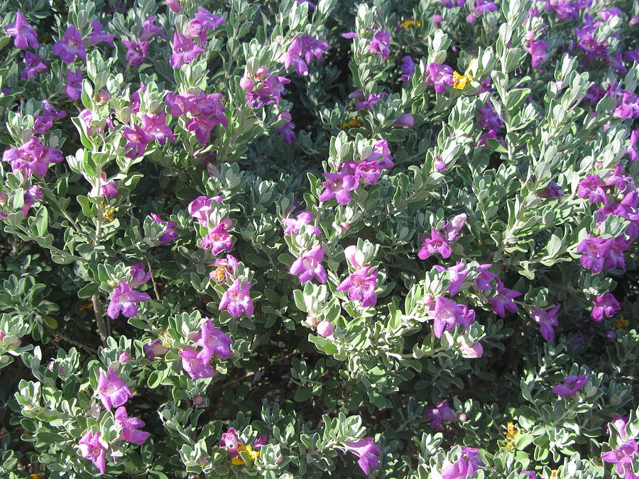 Can You See the Bee? Photograph by Donna O'Donnell Figurski