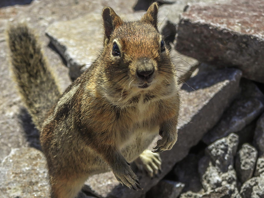 Can you spare me some food? by Tony Porter Photography Can you spare me some food? by Tony Porter Photography