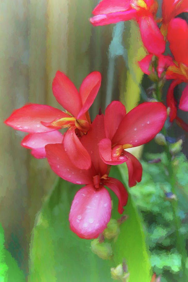 Canna Lily Delight  Photograph by Ola Allen