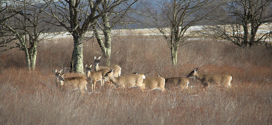 Canaan Valley Deer Photograph by Jack Nevitt