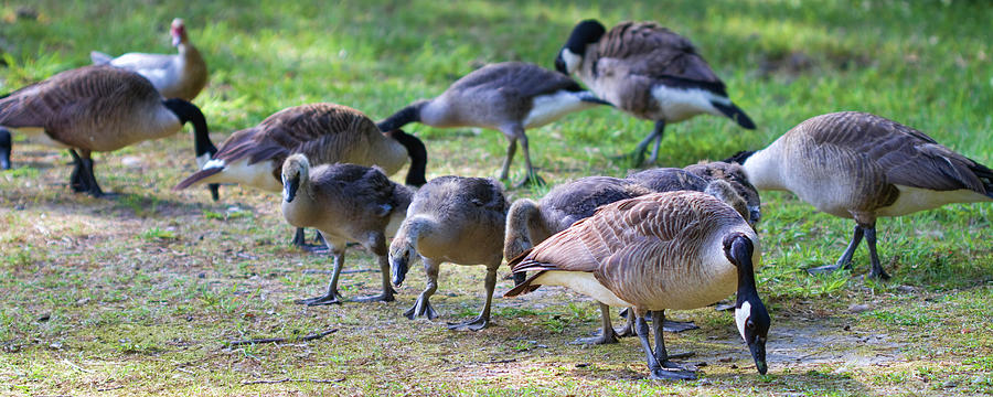 Canad Geese and Goslings Photograph by Kathy Clark