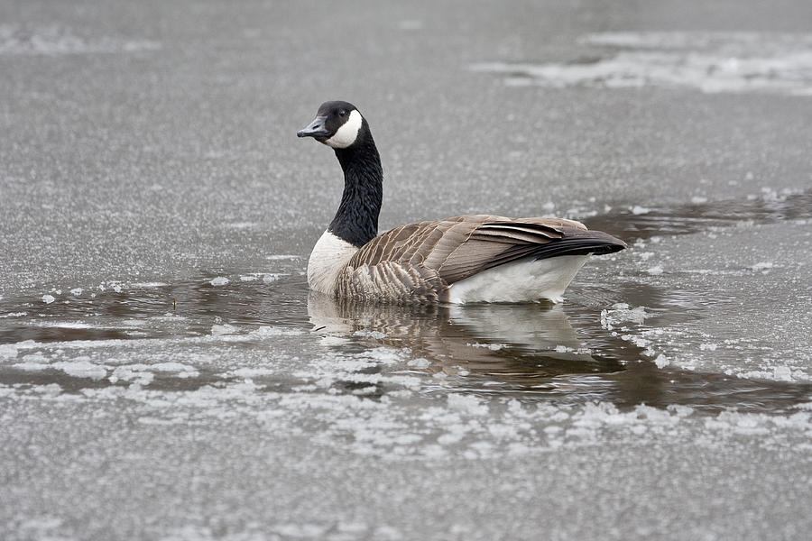 Canada Goose in an icy pond. Photograph by Steven Ralser
