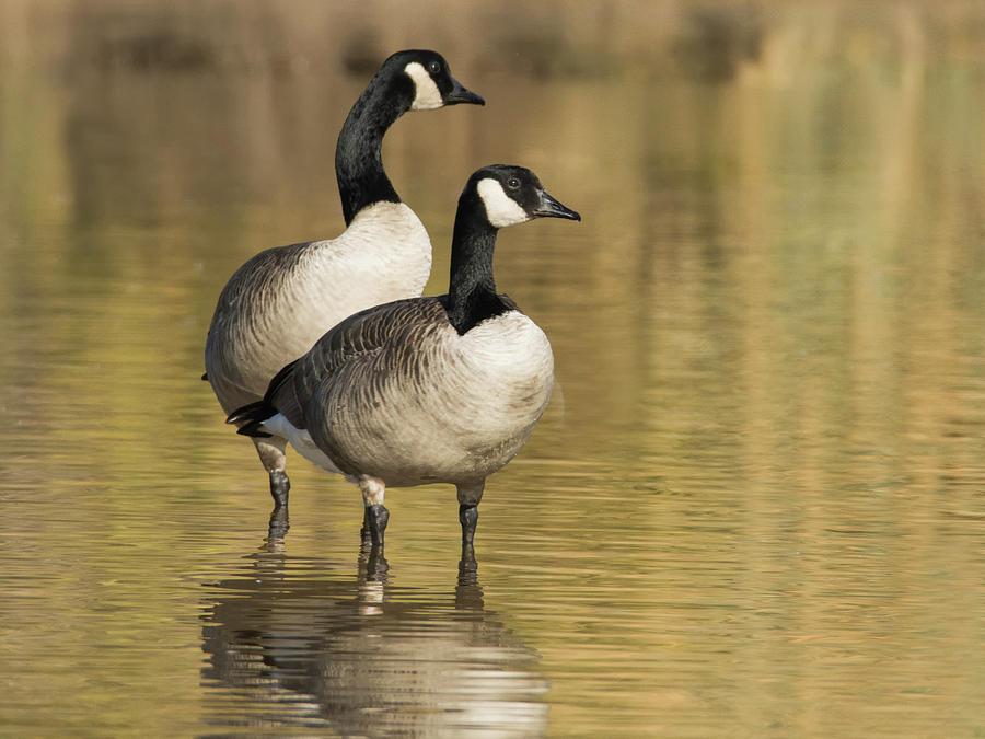 Canada Geese 0025-120417-1cr Photograph by Tam Ryan