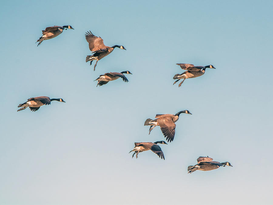 Canada Geese 0475-120717-1cr Photograph by Tam Ryan