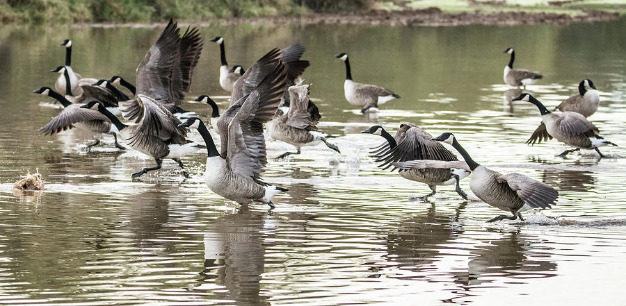 Canada Geese 0721-121117-2cr Photograph by Tam Ryan