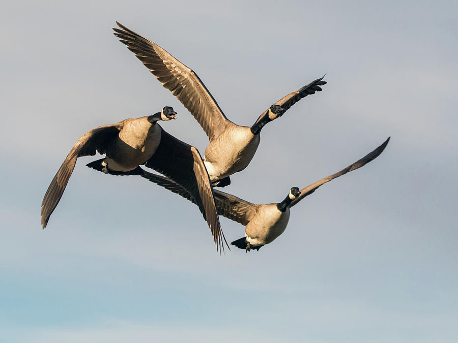 Canada Geese 0791-121217-1cr Photograph by Tam Ryan