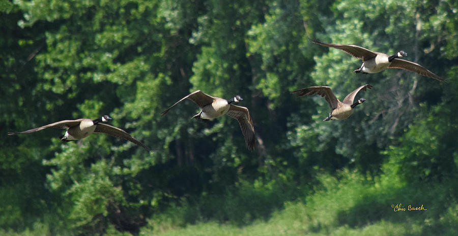 Canada geese 1 by Chris Busch Canada geese 1 by Chris Busch