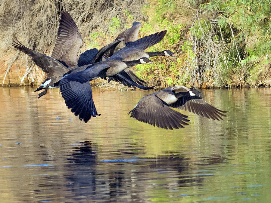 Canada Geese 100317-6524-2cr Photograph by Tam Ryan