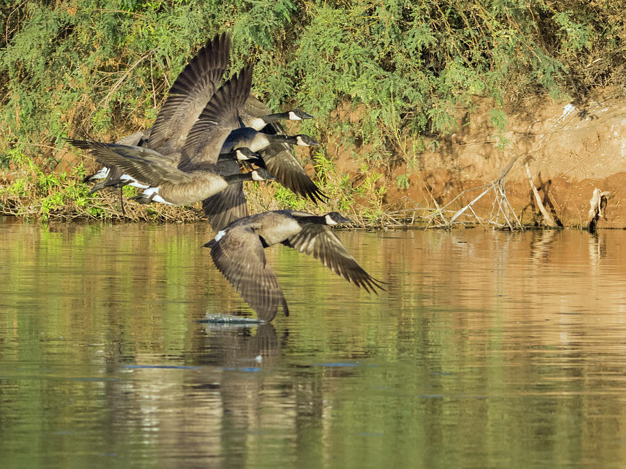 Canada Geese 100317-6526-2 Photograph by Tam Ryan