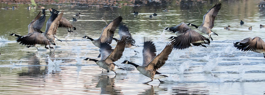 Canada Geese 1390-011618-1 Photograph by Tam Ryan