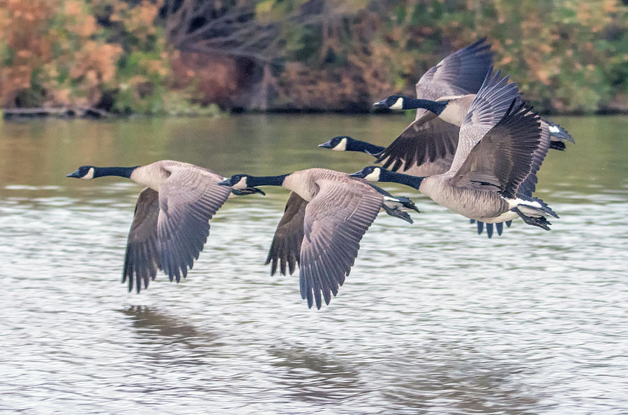 Canada Geese 1856-012018-2cr Photograph by Tam Ryan