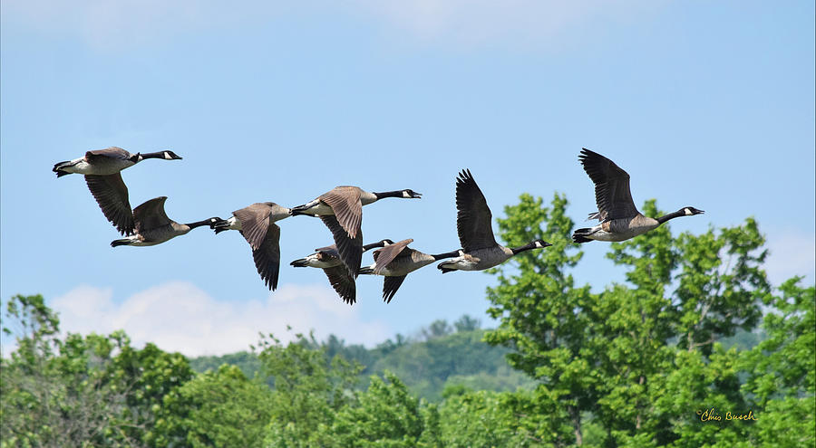 Canada geese 2 by Chris Busch Canada geese 2 by Chris Busch