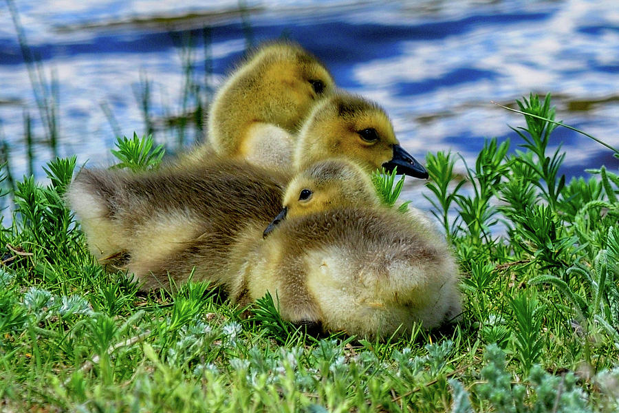 Canada Geese - 3 goslings Photograph by Marilyn Burton