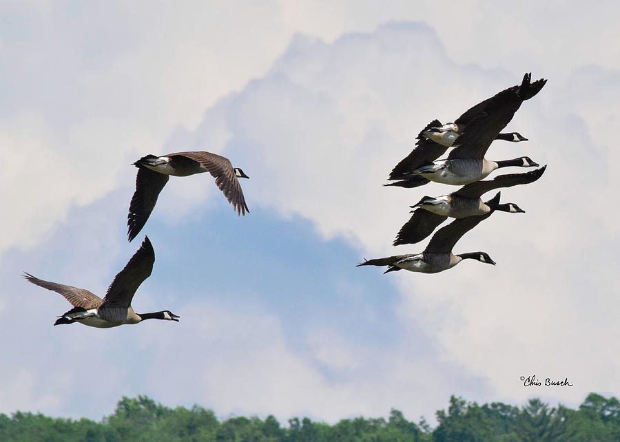 Canada geese 4 by Chris Busch Canada geese 4 by Chris Busch