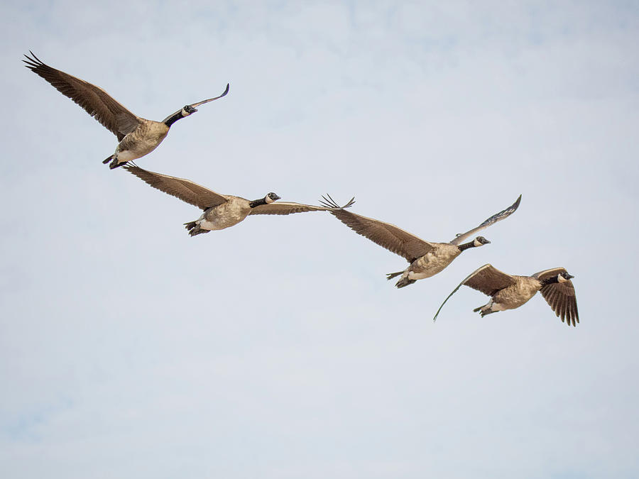 Canada Geese 4310-080917-1cr Photograph by Tam Ryan